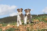 FOX TERRIER 126